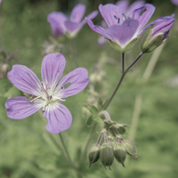 Geranium Oil