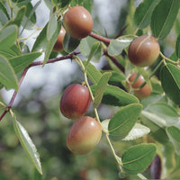 Jojoba Oil