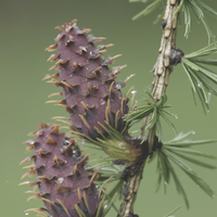 Larix Europaea Wood Extract