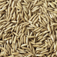 Oryza Sativa (Rice) Seed Protein