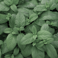 Organic Peppermint Oil