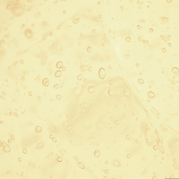 Tocopheryl Acetate