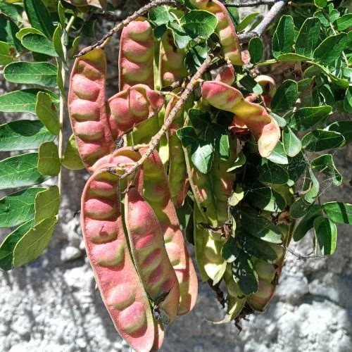 Caesalpinia Spinosa Fruit Pod Extract